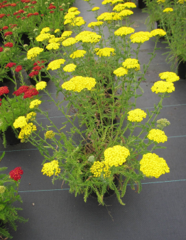 Scharfgarbe Desert Eve Yellow 1