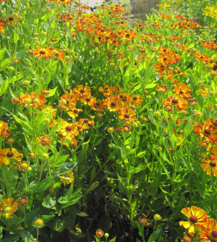 Preview: Garten-Sonnenbraut Rauchtopas 2