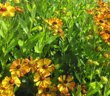 Preview: Garten-Sonnenbraut Rauchtopas 3