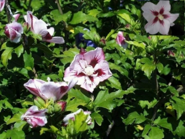 Garten-Eibisch Hamabo Hibiskus