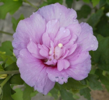 Garteneibisch Lavender Chiffon 1