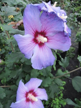 Garteneibisch Oiseau bleu 1