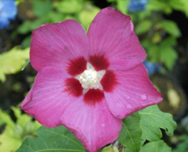 Garteneibisch Russian Violet 1