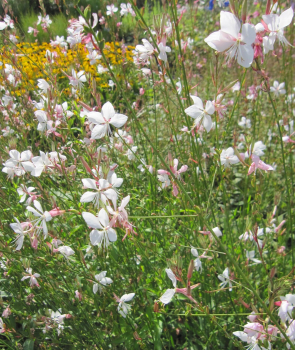 Garten-Prachtkerze 1
