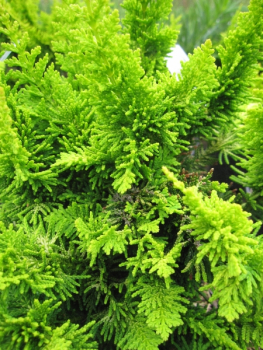 Chamaecyparis obtusa Yellow Teddy Bear3