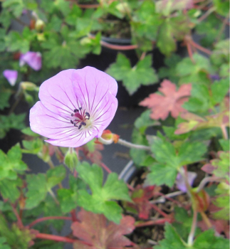 Geranium wallichianum Kelly Anne 1