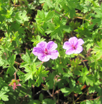 Blutstorchschnabel Dilys 1