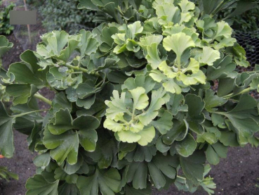 Ginkgo biloba Mariken1