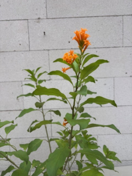 Preview: Cestrum aurantiacum 4