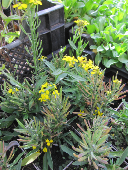 Preview: Garten-Goldlack Yellow Bird 2