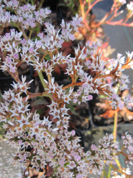 Preview: Geniolimon tataricum 2