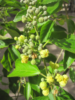 Grewia biloba 2