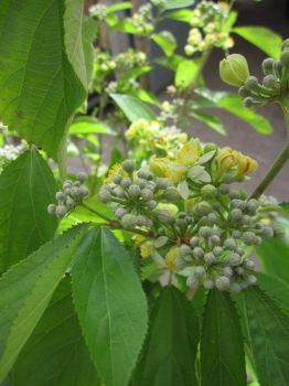 Grewia biloba 4