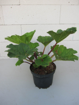 Gunnera manicata 2