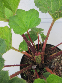 Gunnera manicata 3