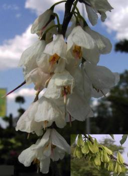 Halesia carolina