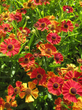 Garten-Sonnenbraut Poncho 1