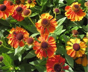 Sonnenbraut Sahin's Early Flowerer 1