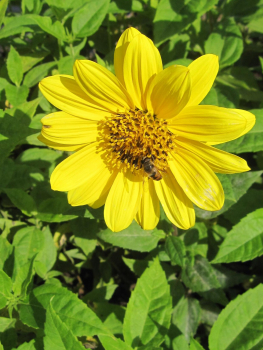 Stauden-Sonnenblume Capenoch Star 1