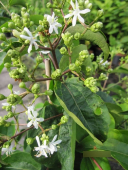 Heptacodium miconioides Tianshan 1
