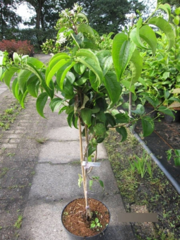 Heptacodium miconioides Tianshan 3