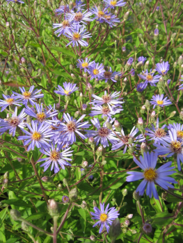 Aster x herveyi Twilight 1