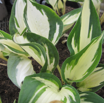 Garten-Funkie Fire and Ice 1