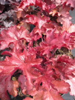 Purpurglöckchen Chateau Rouge 1