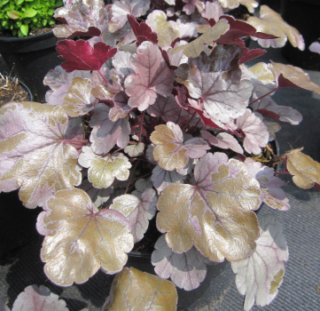 Heuchera Silver Gumdrop 1