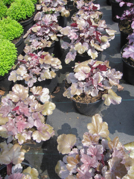 Preview: Heuchera Silver Gumdrop 2