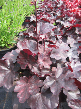 Preview: Heuchera x cultorum Starry Night 2