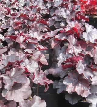 Preview: Heuchera x cultorum Starry Night 3