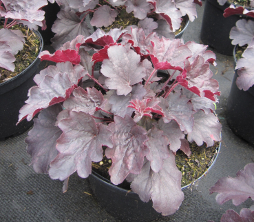 Purpurglöckchen Bella Notte - Heuchera micrantha Bella Notte 1
