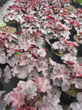 Purpurglöckchen Bella Notte - Heuchera micrantha Bella Notte 2