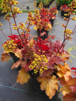 Heuchera micrantha Blondie 1