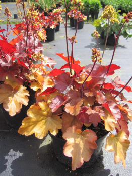 Heuchera micrantha Blondie 2