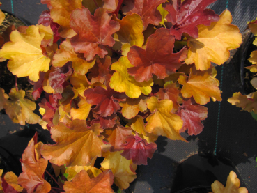 Heuchera micrantha Blondie 3