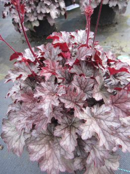 Heuchera x cultorum Milan 1
