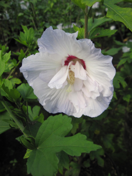 Garteneibisch Igloo 1