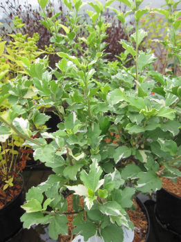 Hibiscus syriacus Purpureus Variegatus  2