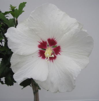 Hochstamm Garten-Eibisch Red Heart 1