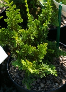 Chamaecyparis obtusa Teddy Bear