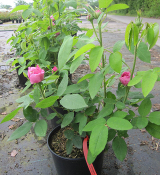 Historische Rose Yolande d'Aragon 3