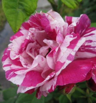 Preview: Strauchrose Ferdinand Pichard