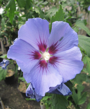 Hochstamm Garten-Eibisch Blue Bird - Hibiscus syriacus - 60cm Stamm + Krone