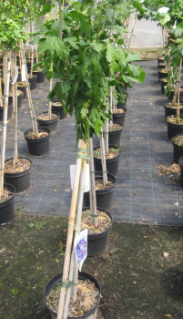 Preview: Hochstamm Garten-Eibisch Blue Bird - Hibiscus syriacus - 60cm Stamm + Krone