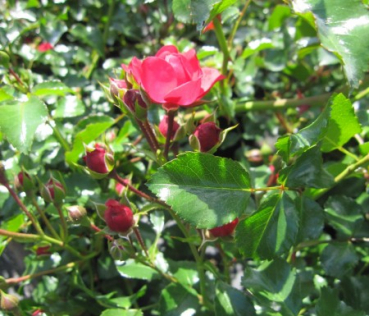 Preview: Hochstammrose Gärtnerfreude  3