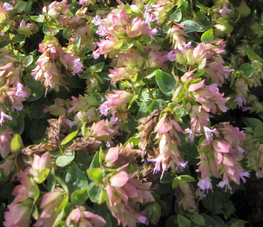 Origanum rotundifolium Dingle Fairy 1