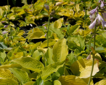 Hosta elata 2