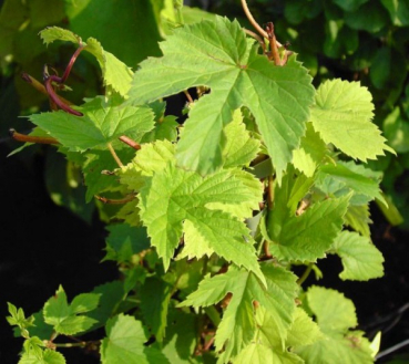 Echter Hopfen